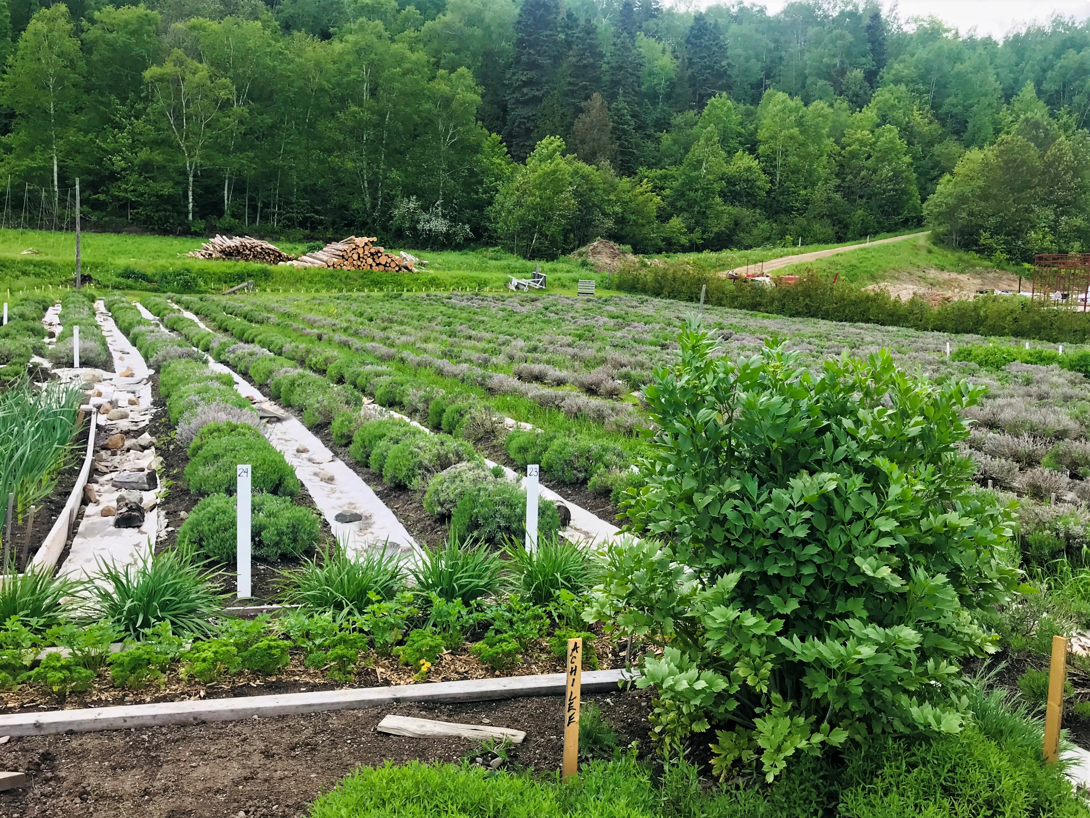 Cultivo de lavanda en Azulée en la ruta del sabor de Charlevoix, Quebec.