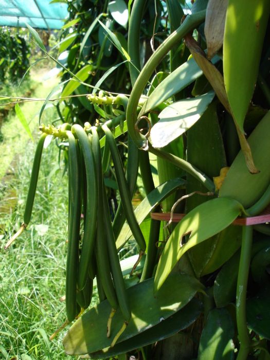 Vainilla verde.