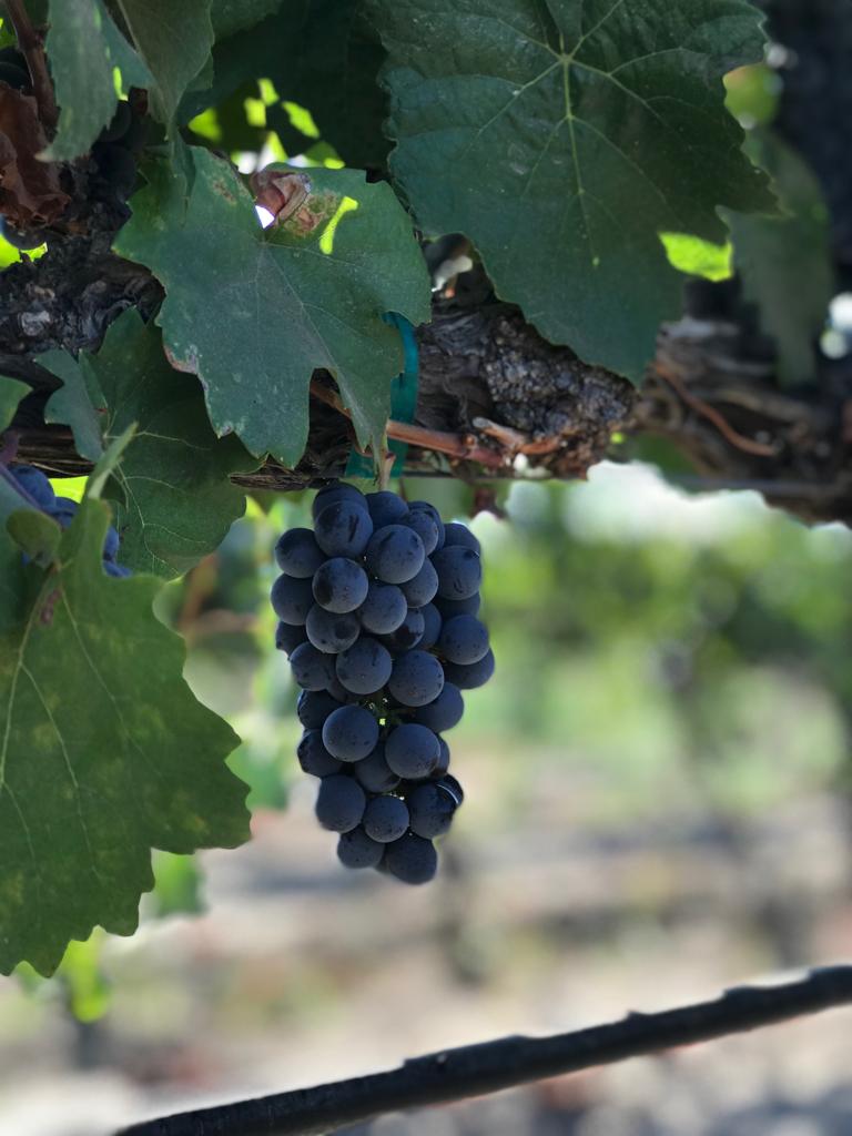 vino mexicano José Luis Durand