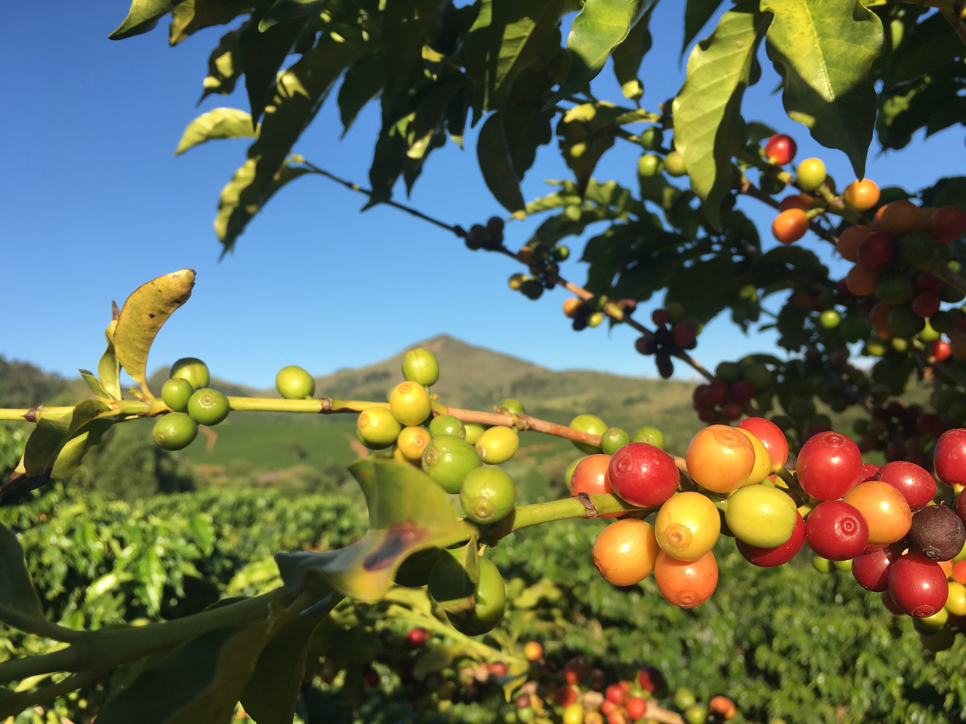 café mexicano puede estar en peligro de extinción