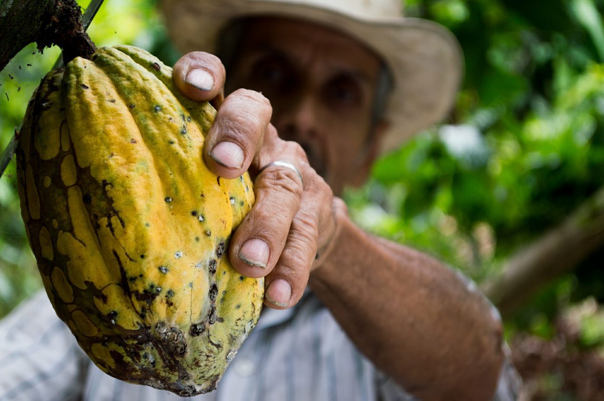 cacao como superalimento