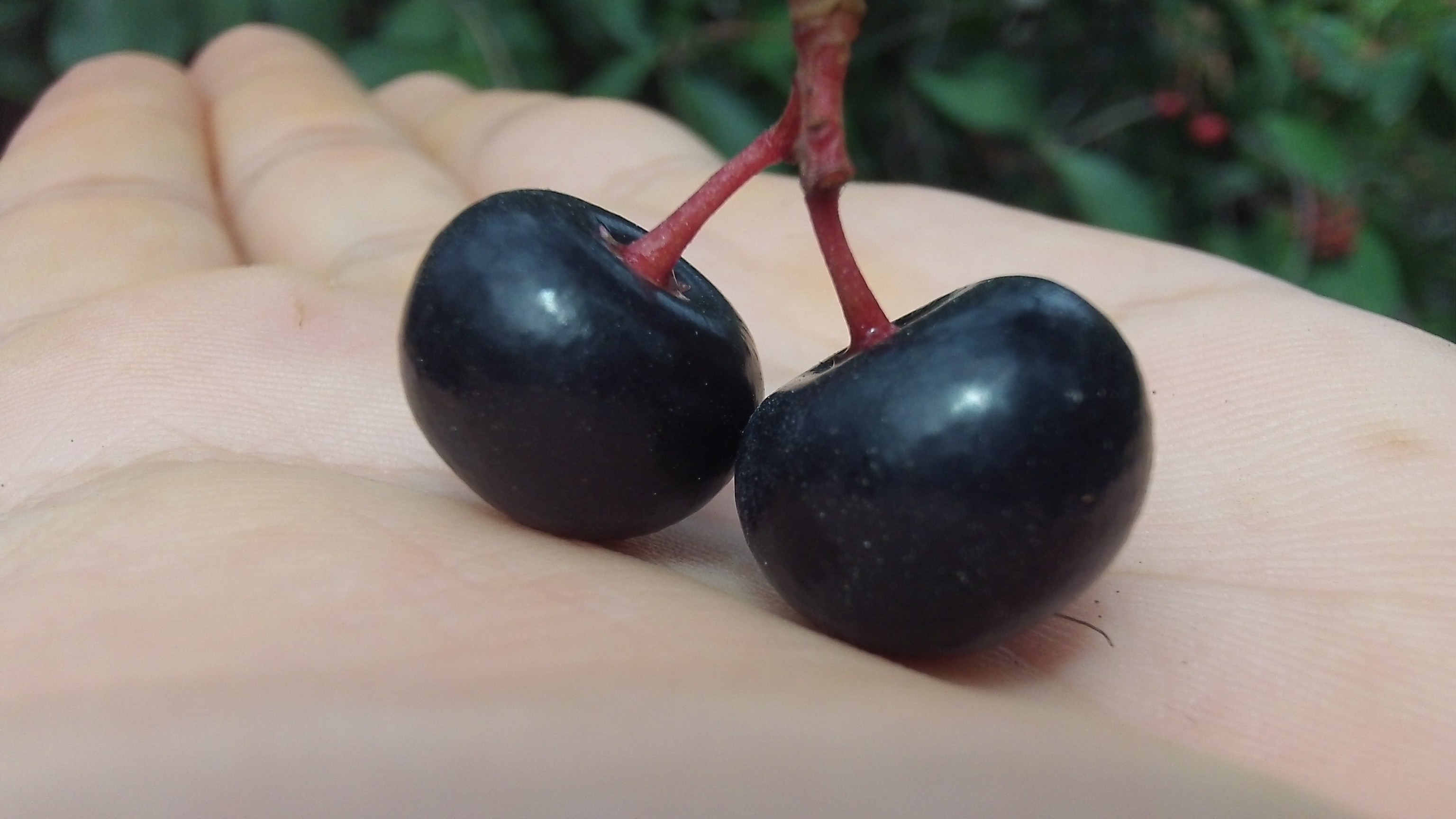 Frutas mexicanas, capulín