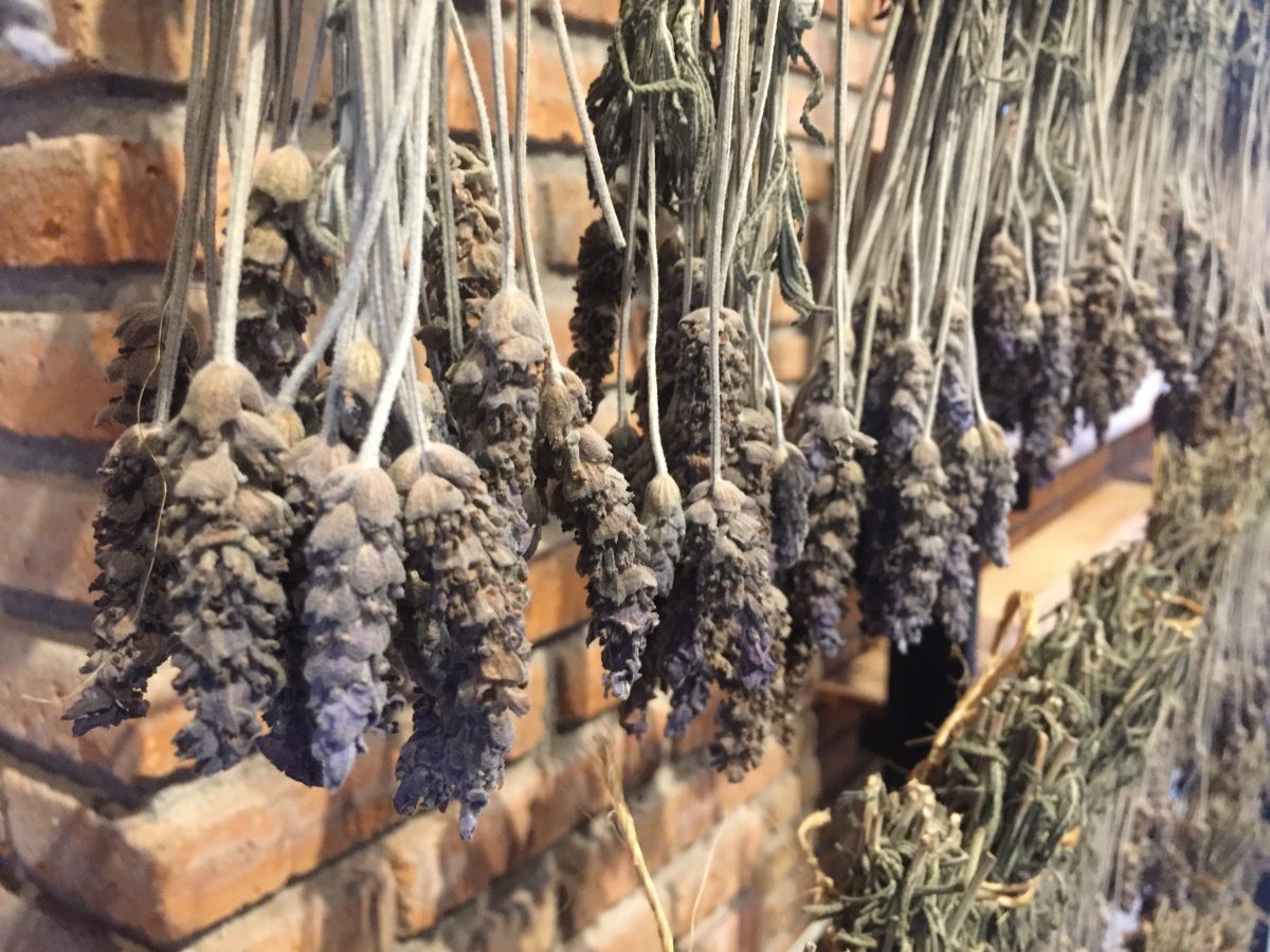 viñedos en san miguel de allende