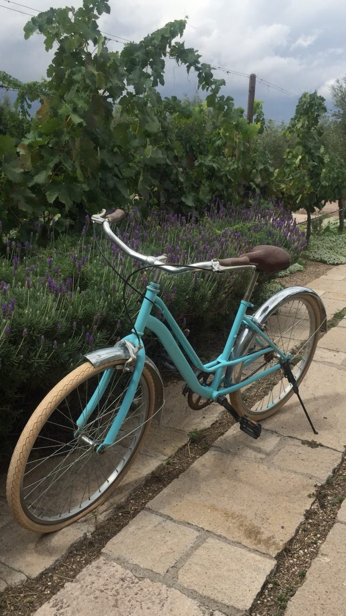 viñedos en san miguel de allende