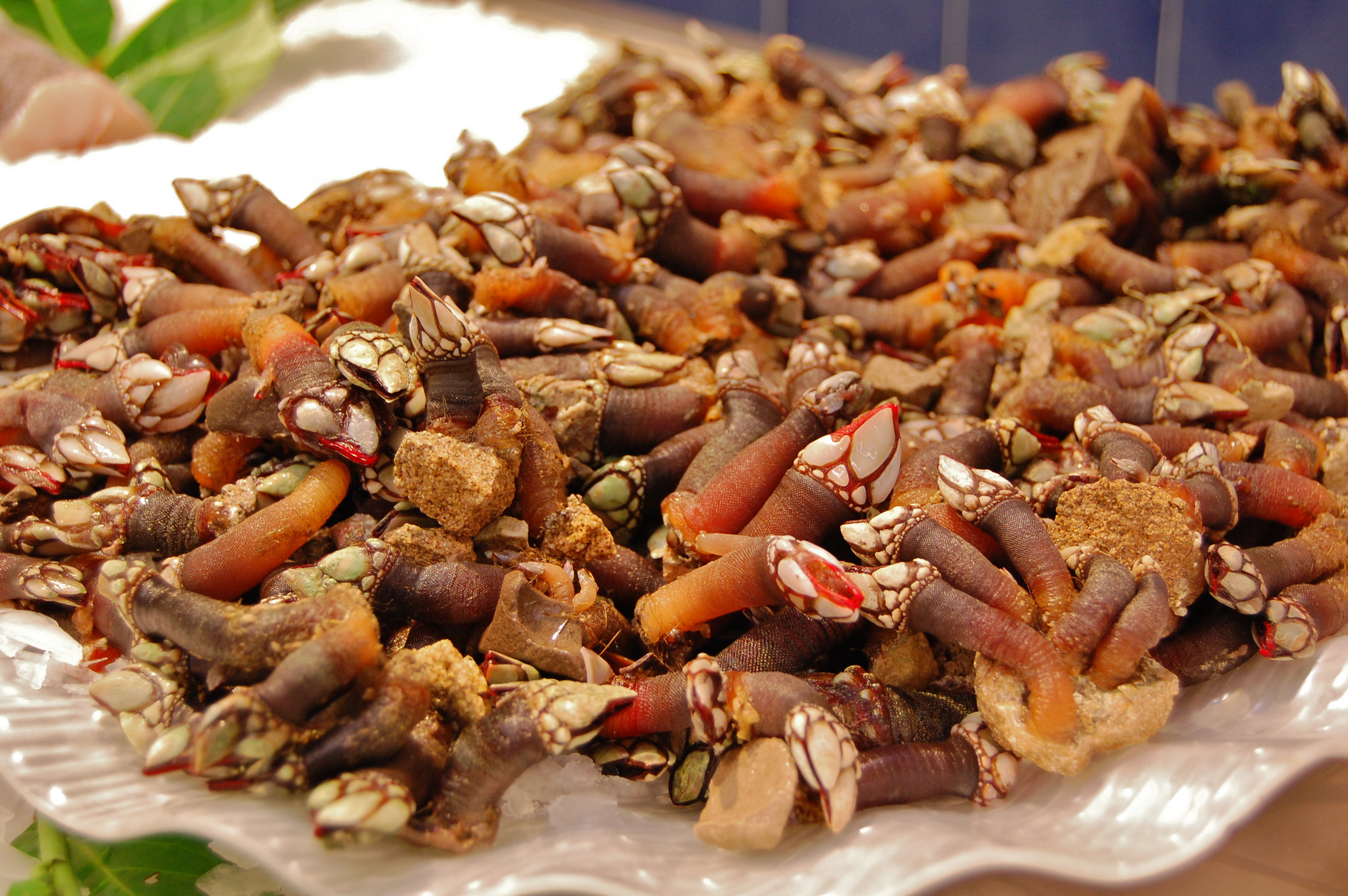 cocinar Percebes