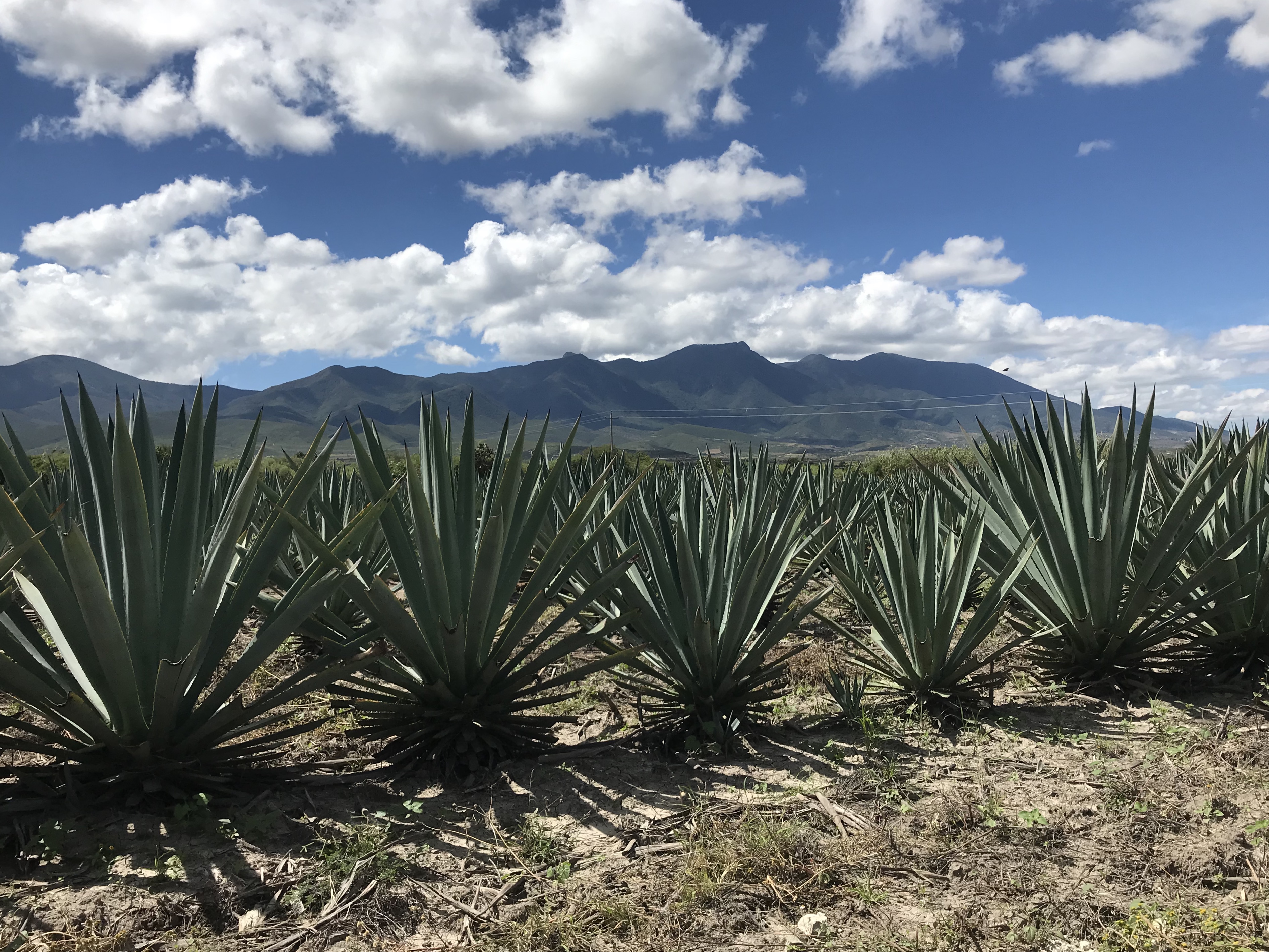 Mezcal destilación destilado