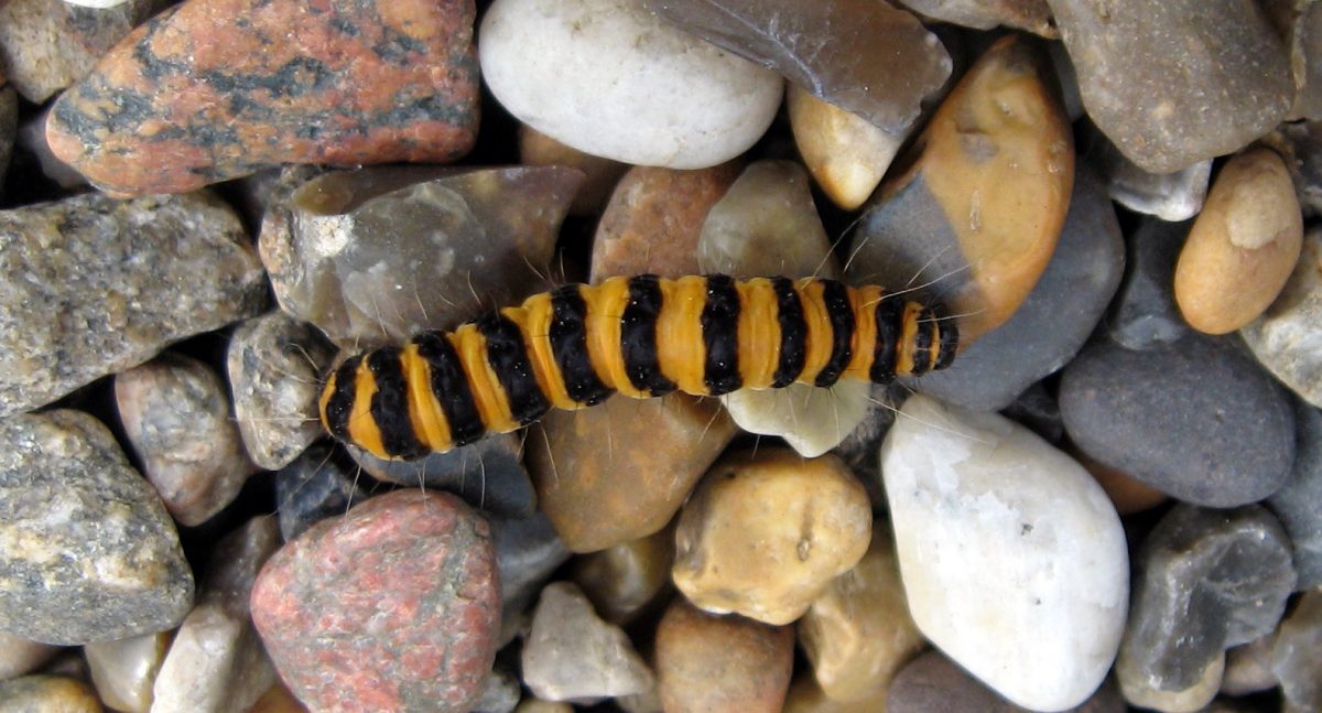 conoce diez insectos que se comen en México