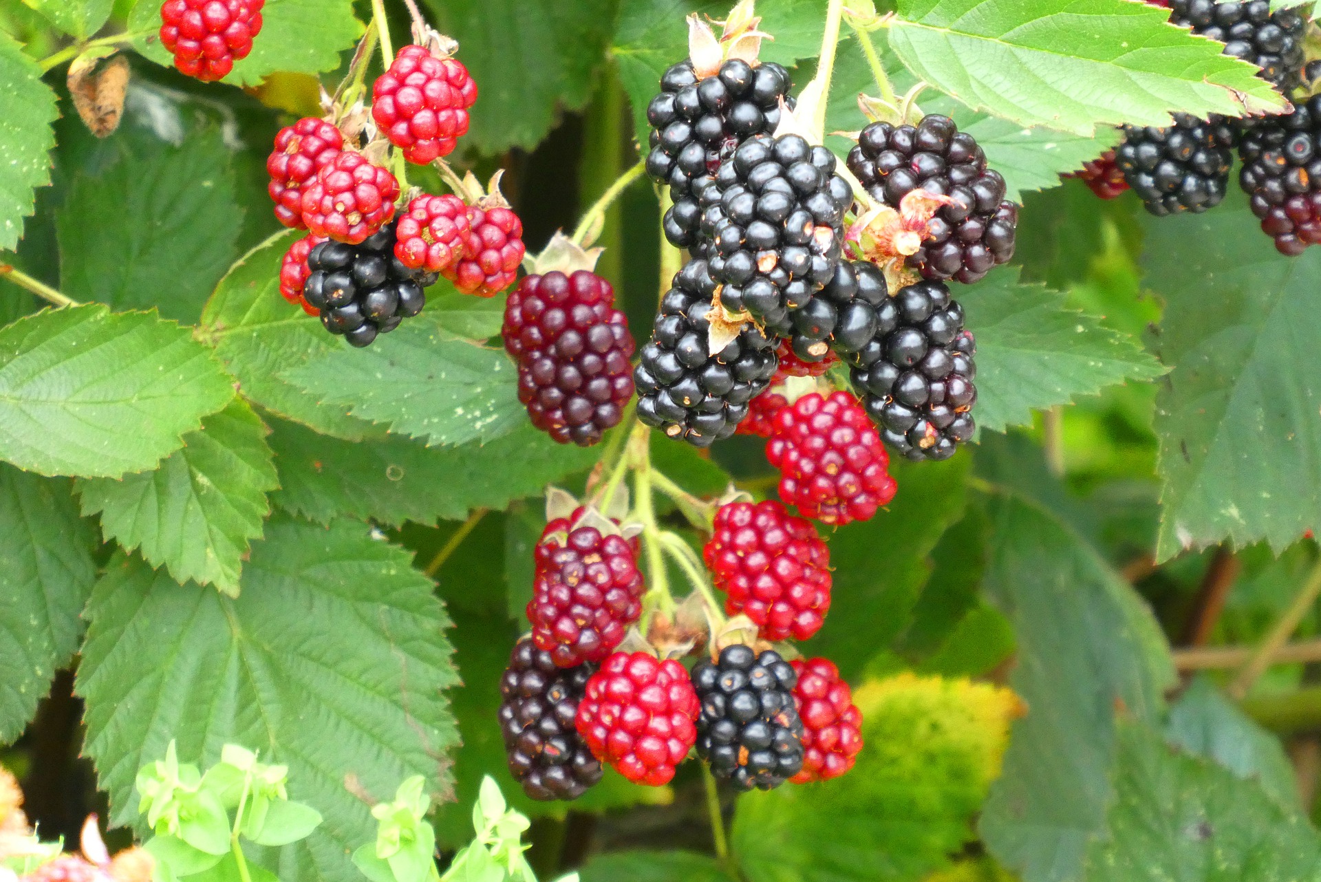 frutas con más proteína