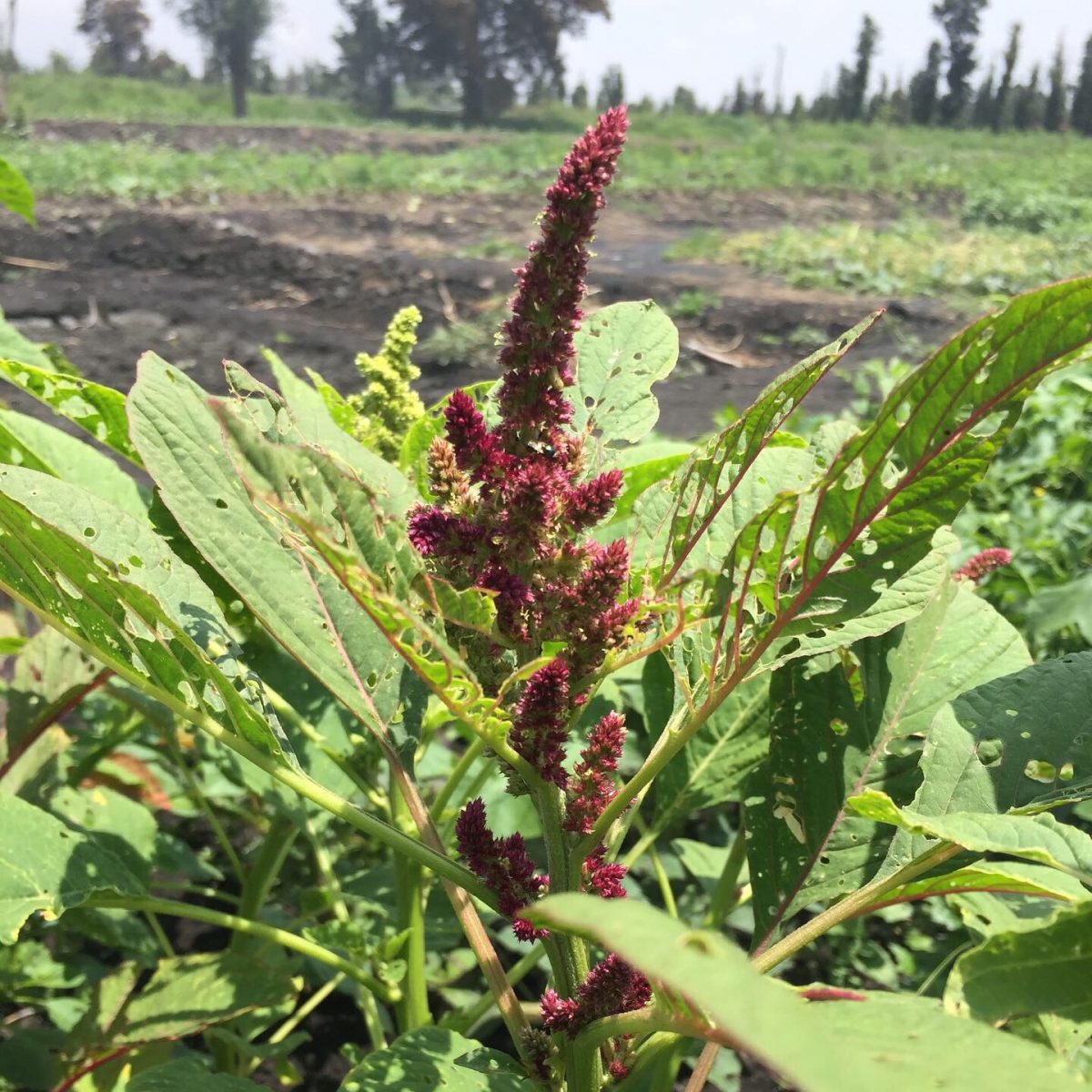 chinampas xochimilco