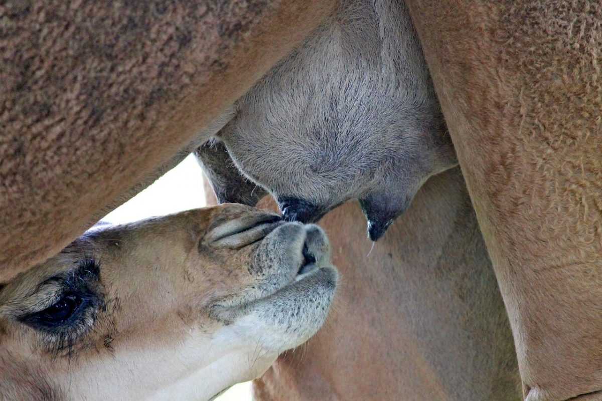 leche de camello