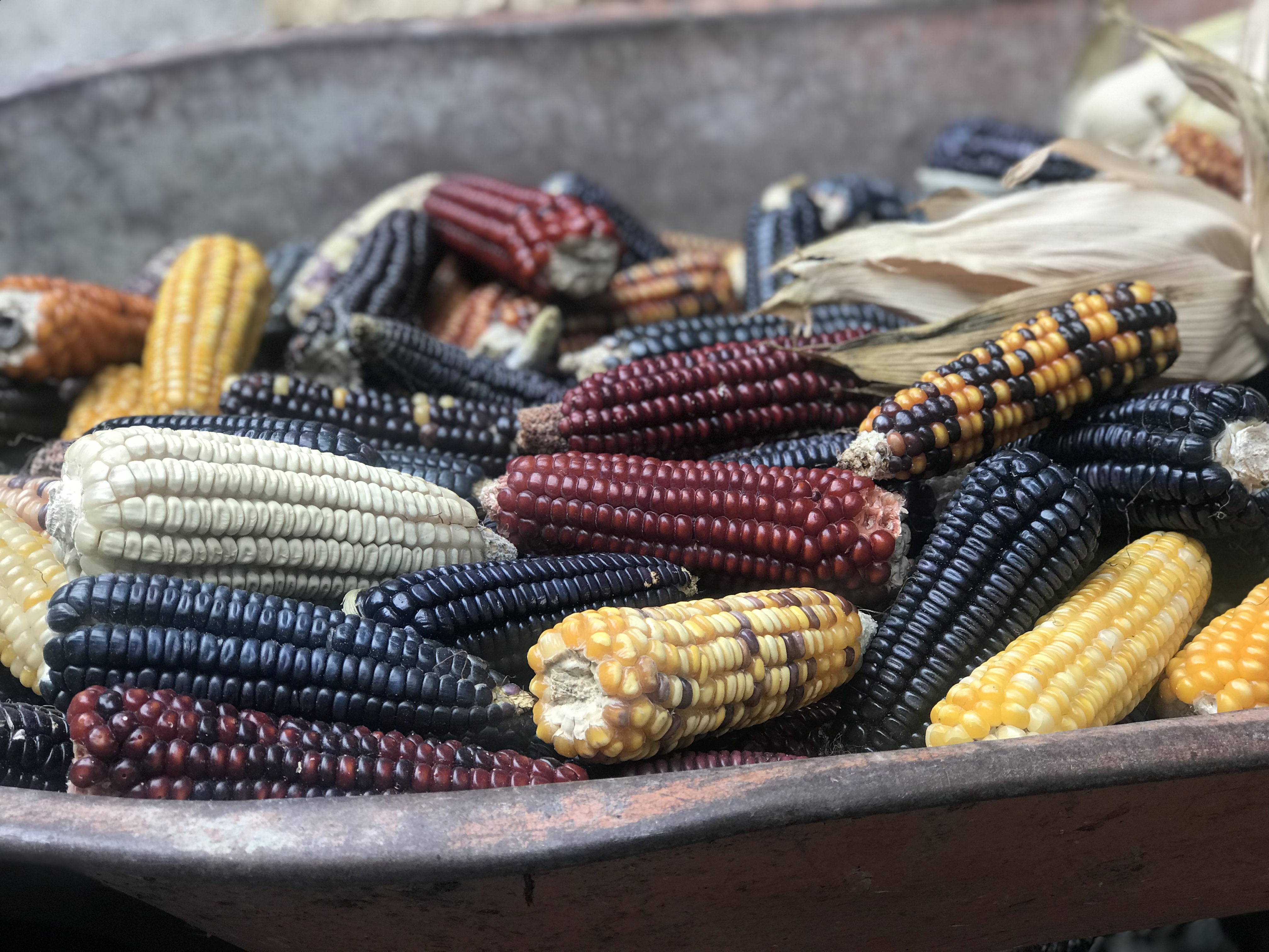 Resultado de imagen para 35 razas maiz oaxaqueño
