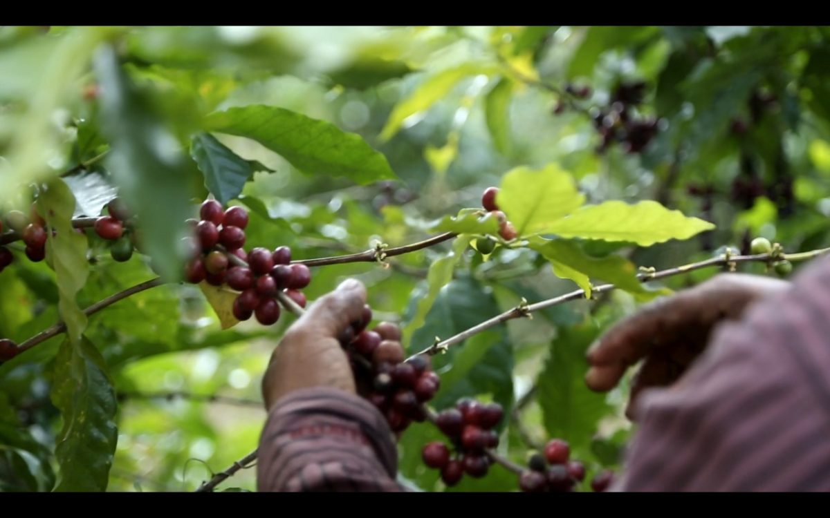 café chiapaneco