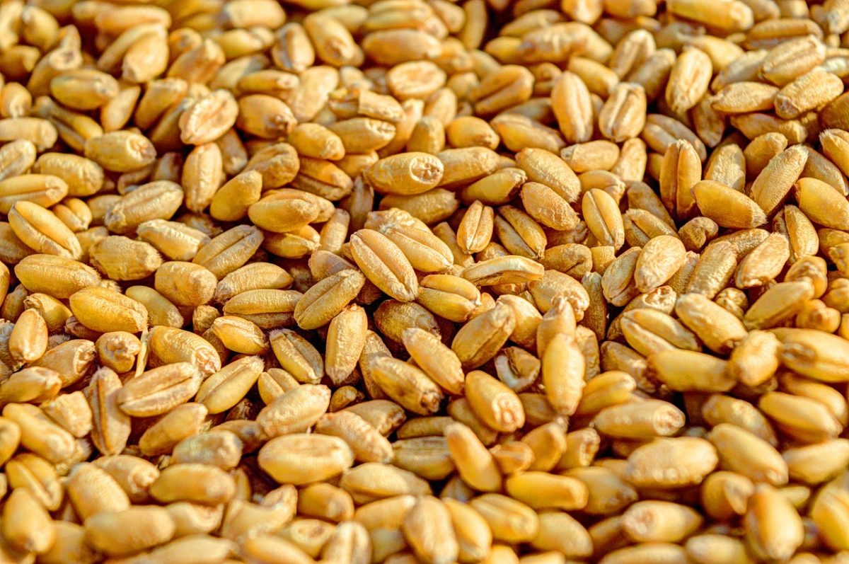 granos de trigo