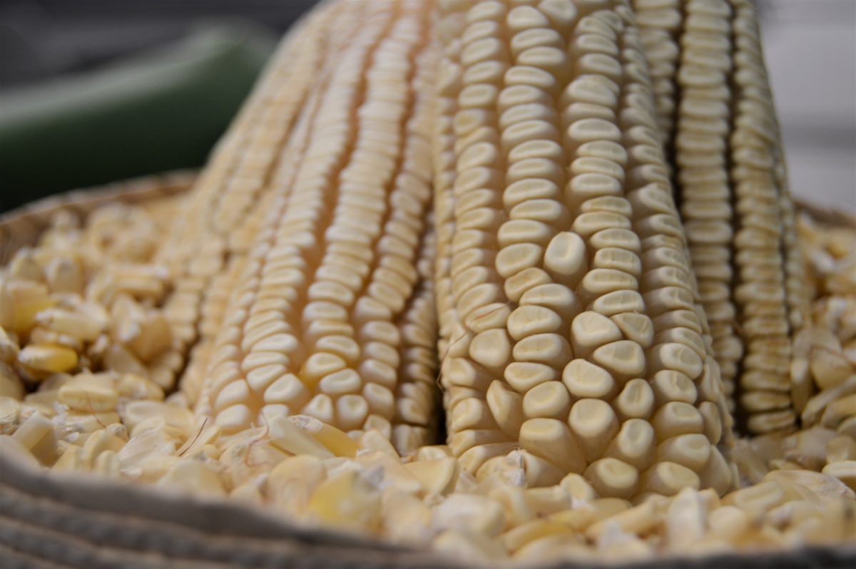 tamal de xoco